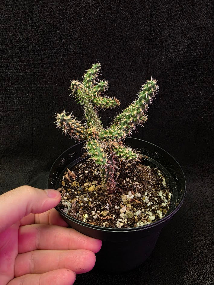 Mini Cholla #01