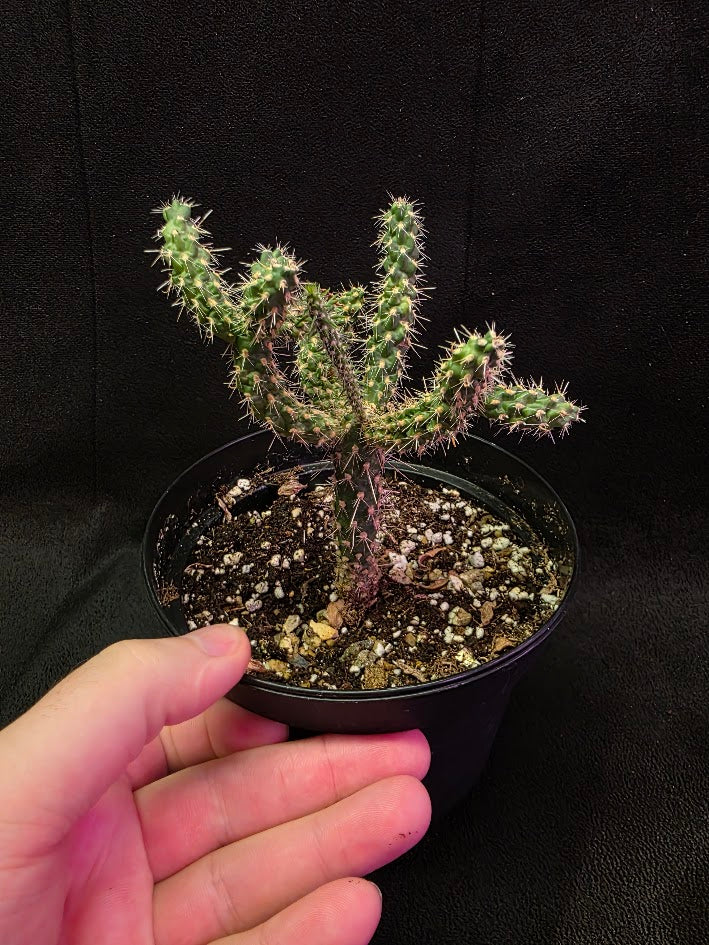 Mini Cholla #01