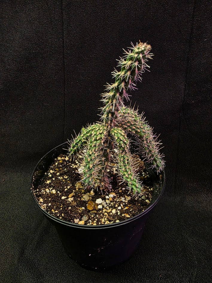 Mini Cholla #02