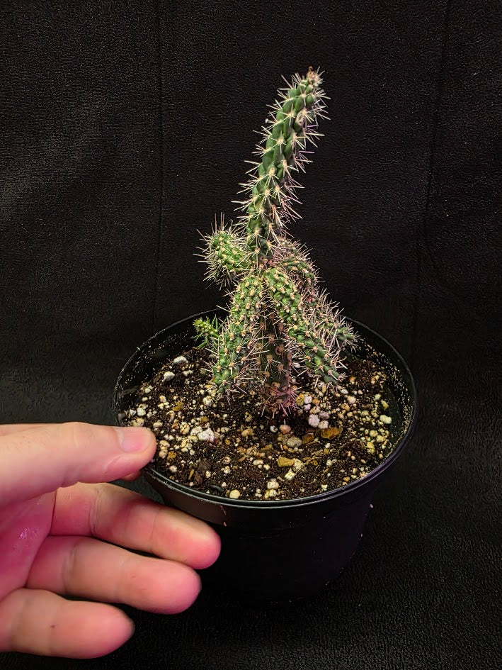 Mini Cholla #02
