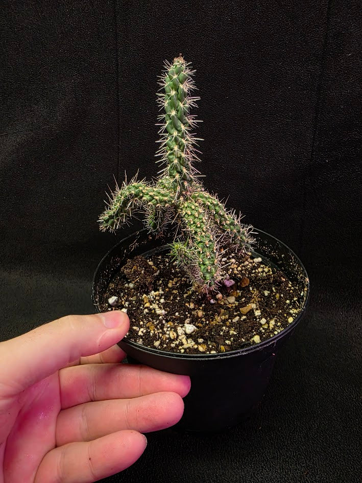 Mini Cholla #02