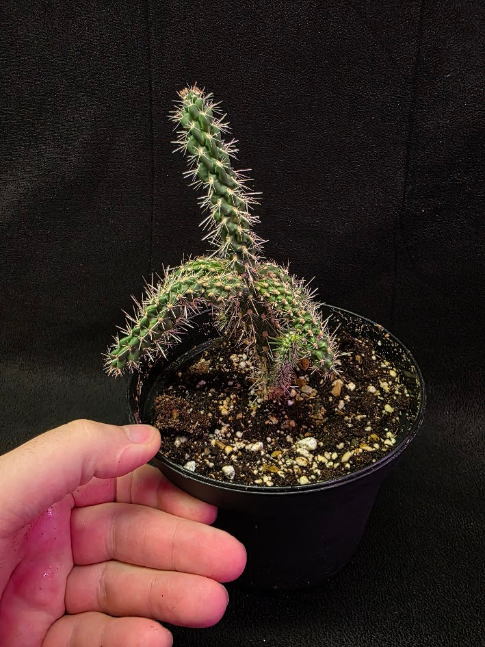 Mini Cholla #02