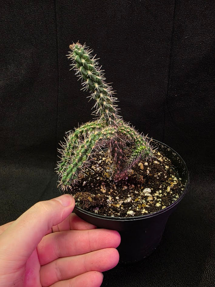 Mini Cholla #02