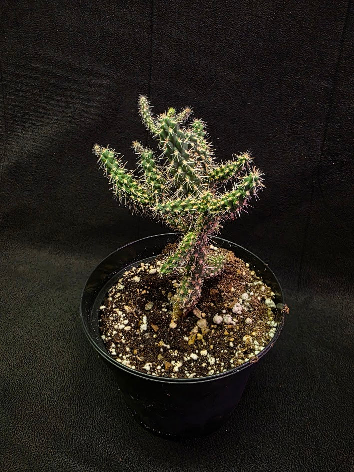 Mini Cholla #03