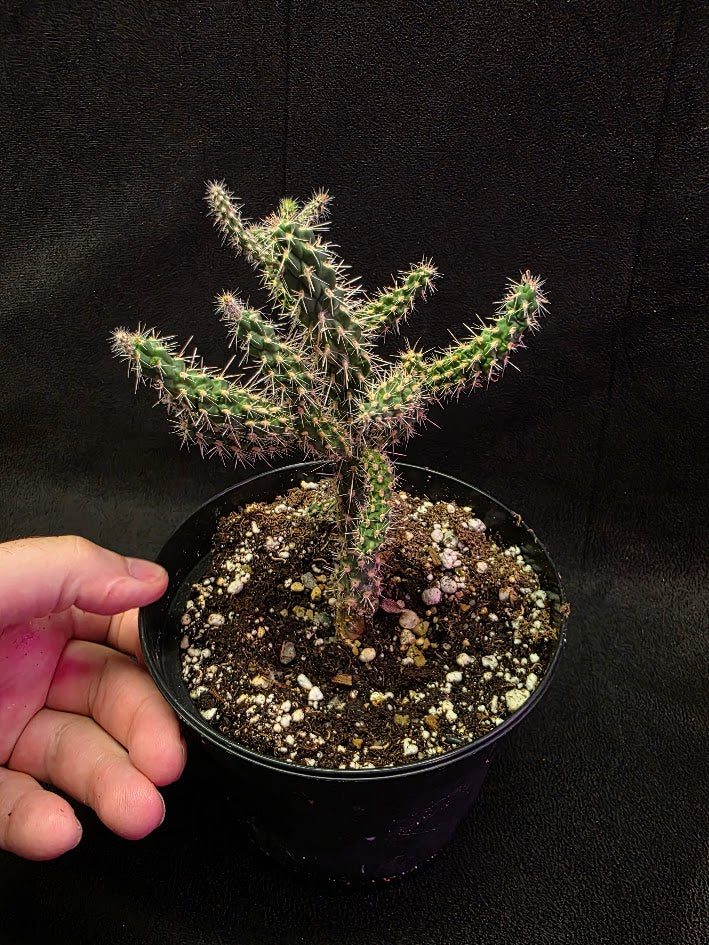 Mini Cholla #03