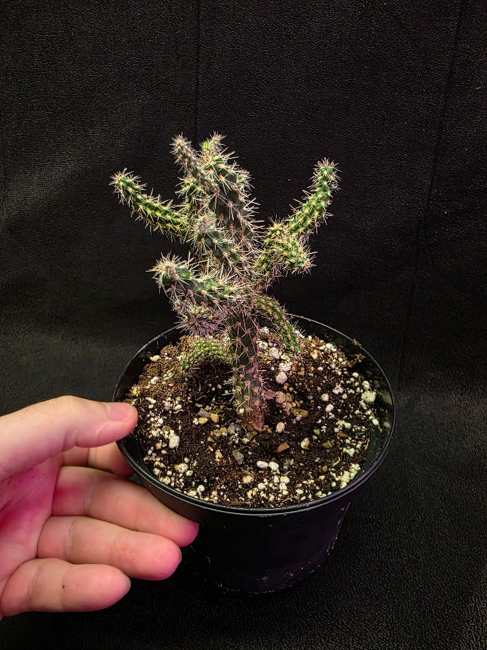 Mini Cholla #03