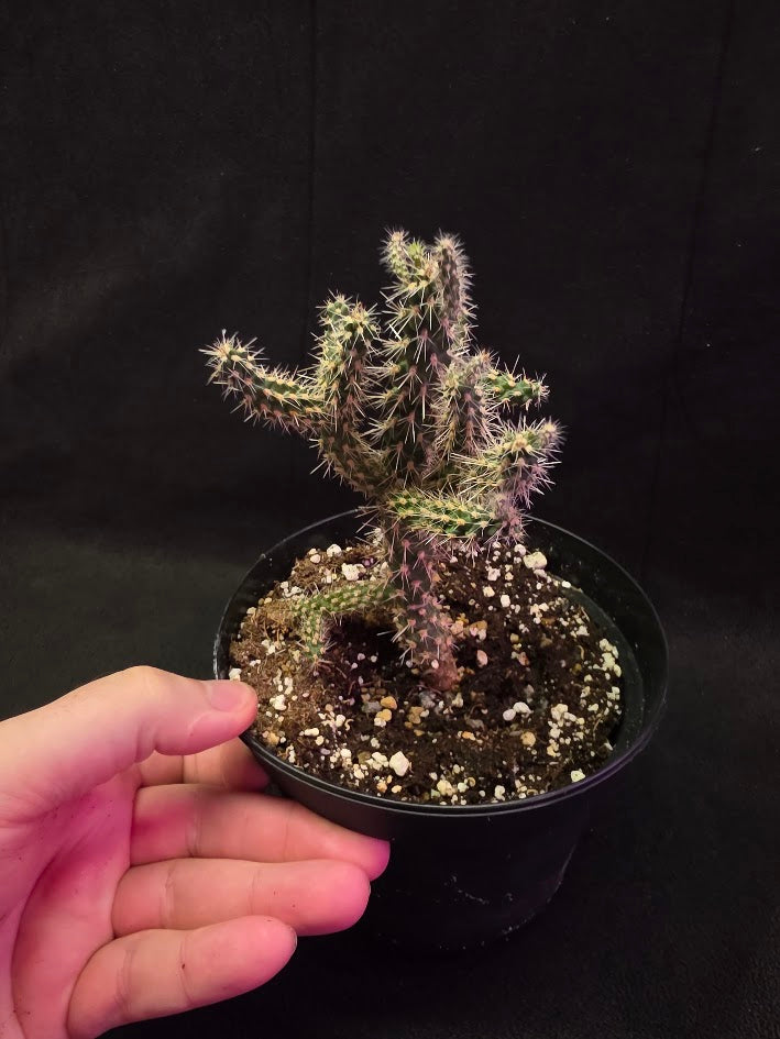 Mini Cholla #03