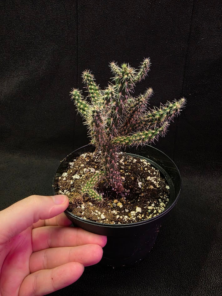 Mini Cholla #03