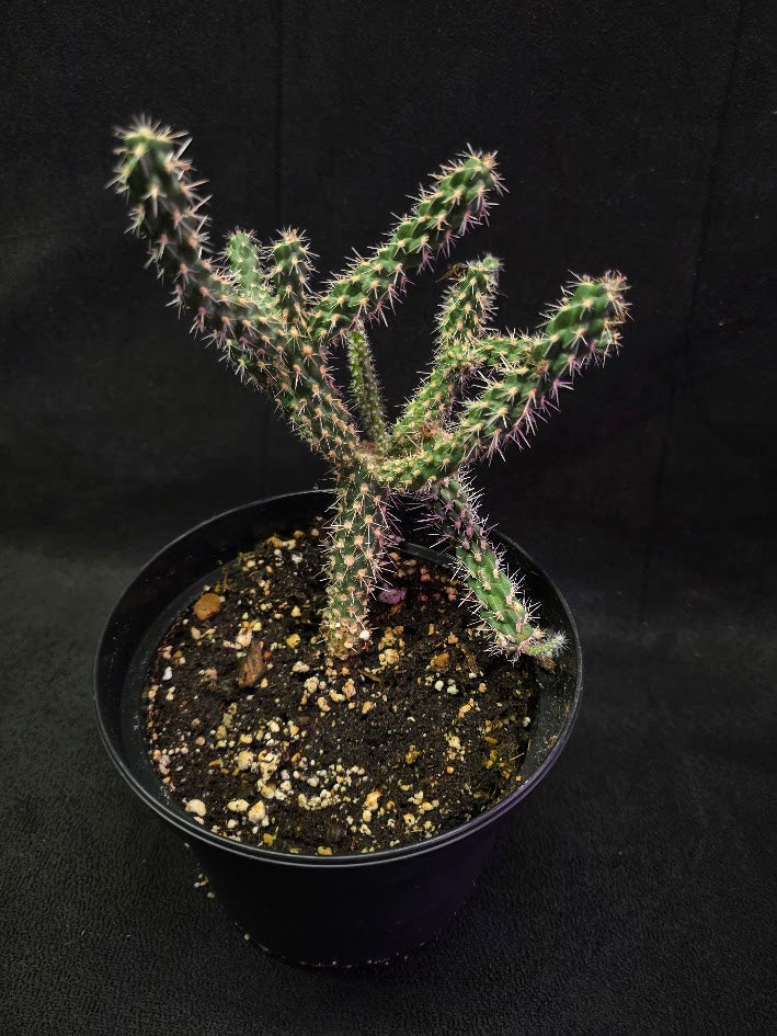 Mini Cholla #04