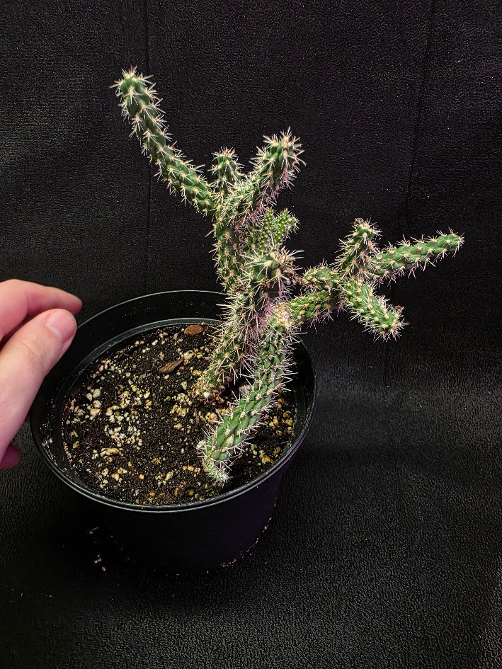 Mini Cholla #04