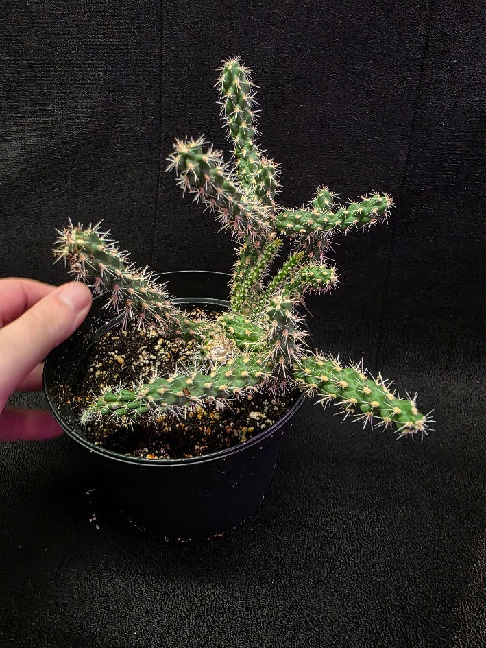 Mini Cholla #04