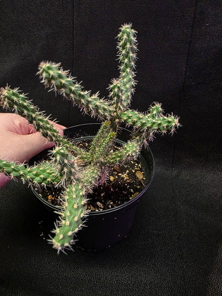Mini Cholla #04
