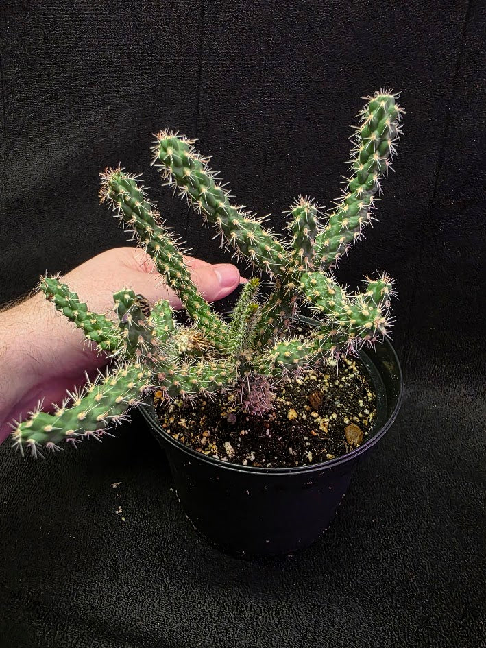 Mini Cholla #04