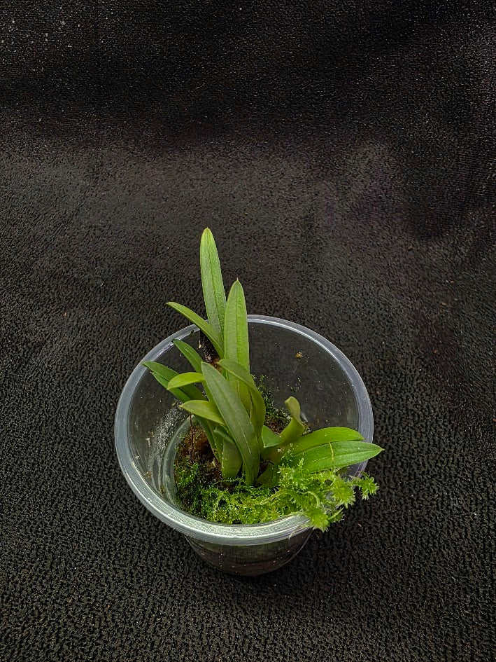 Bauboella Cuclata R. Xanthia #01