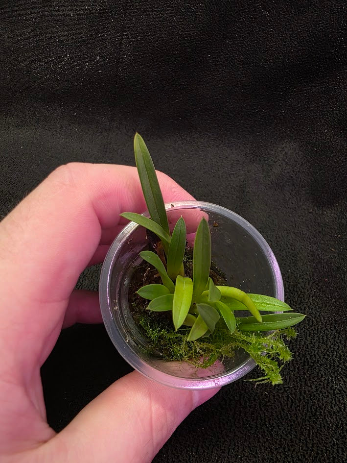 Bauboella Cuclata R. Xanthia #01