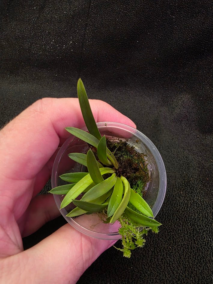 Bauboella Cuclata R. Xanthia #01