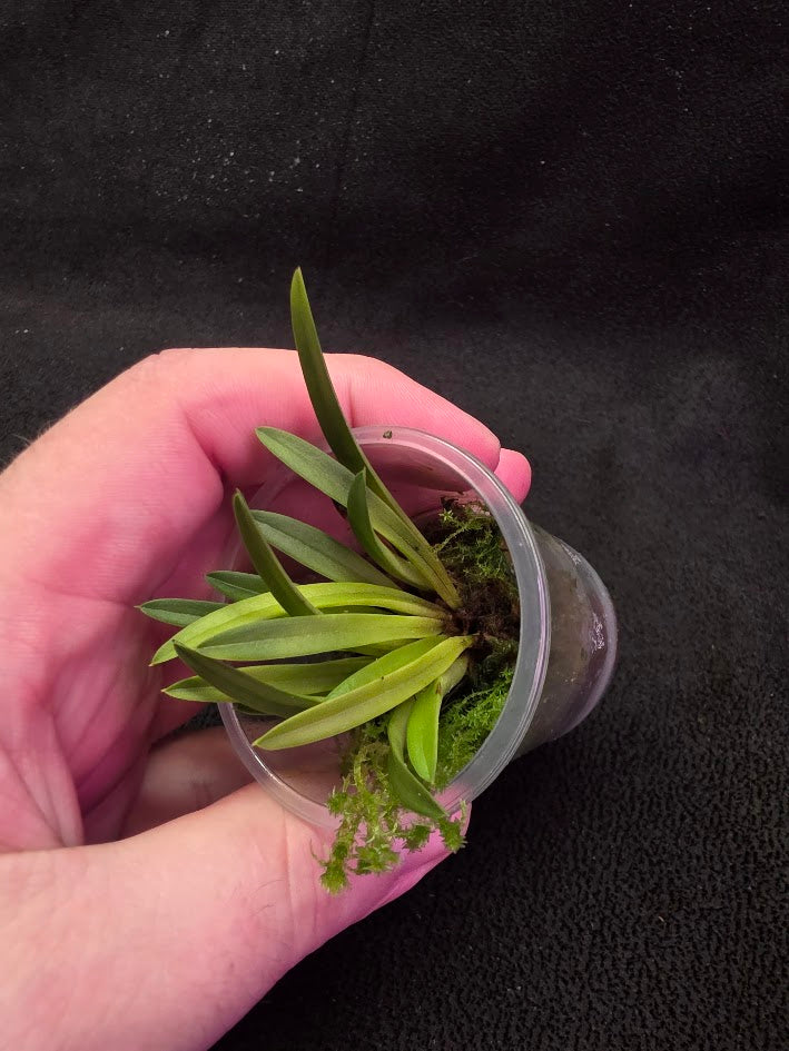 Bauboella Cuclata R. Xanthia #01