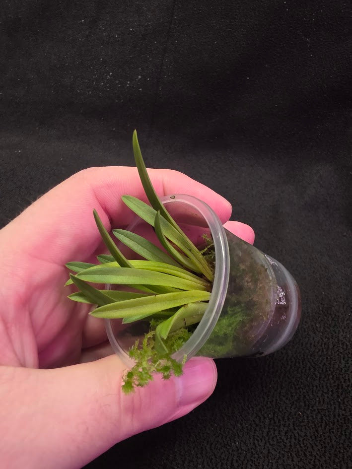 Bauboella Cuclata R. Xanthia #01