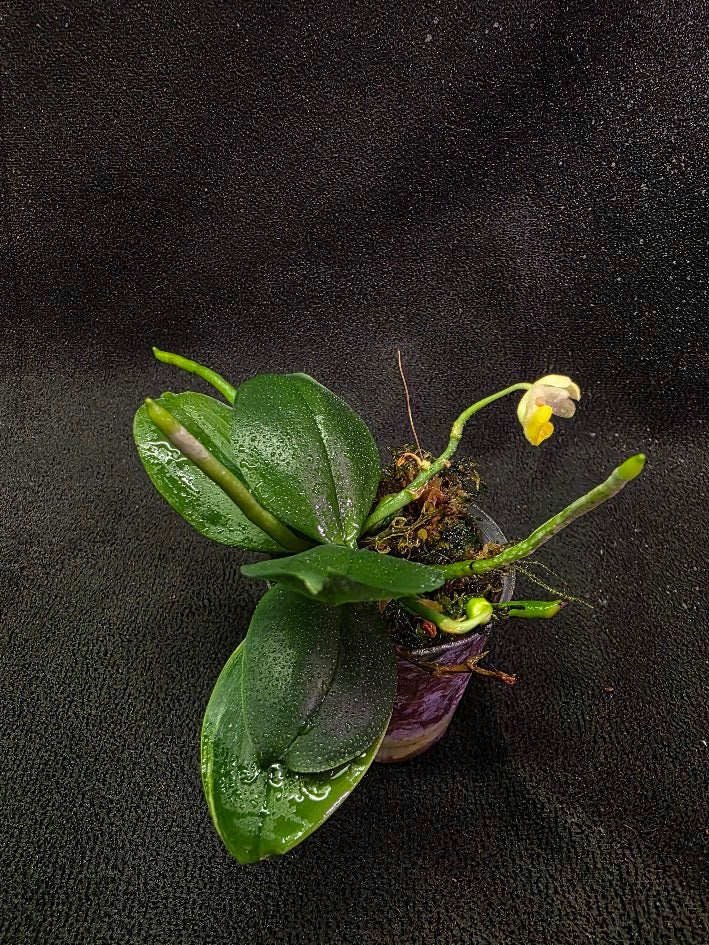 Phalaenopsis Lobbii Light Pink x Skin With Yellow Lip #01 – YEG