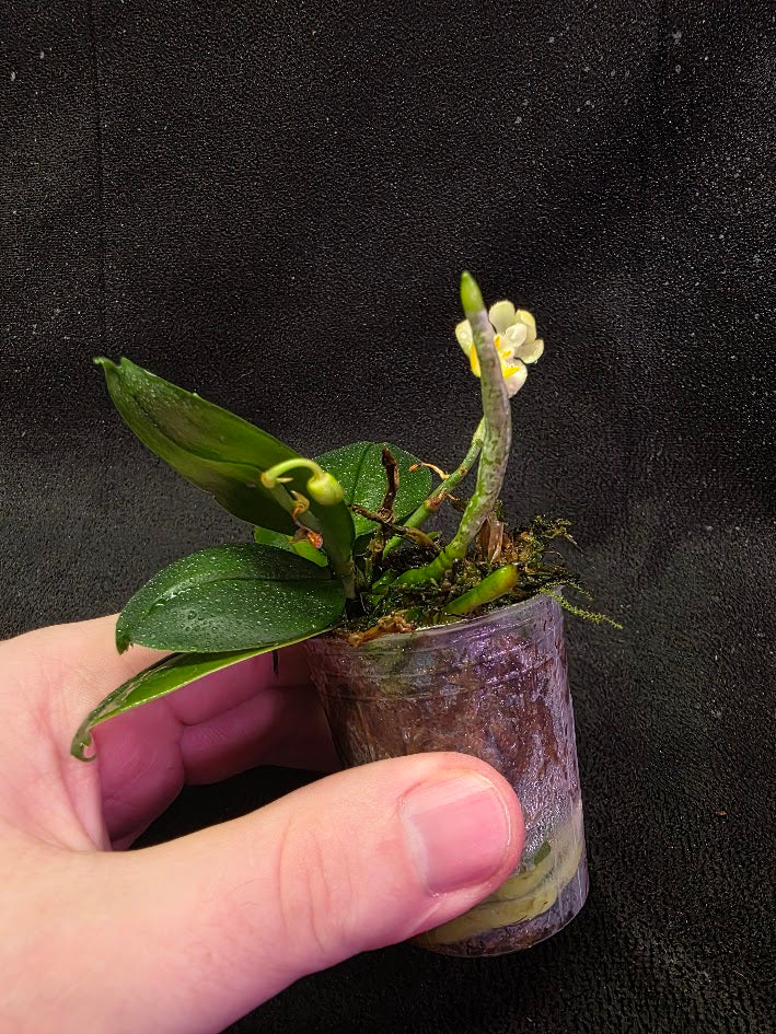 Phalaenopsis Lobbii Light Pink x Skin With Yellow Lip #01 – YEG