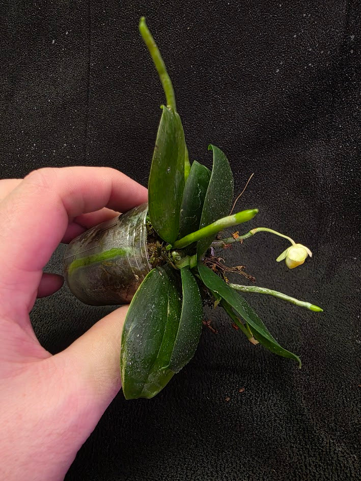 Phalaenopsis Lobbii Light Pink x Skin With Yellow Lip #01 – YEG