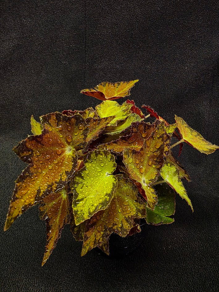Autumn Rex Begonia #01
