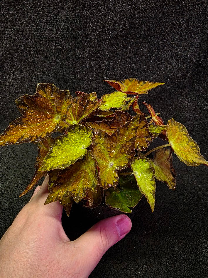 Autumn Rex Begonia #01