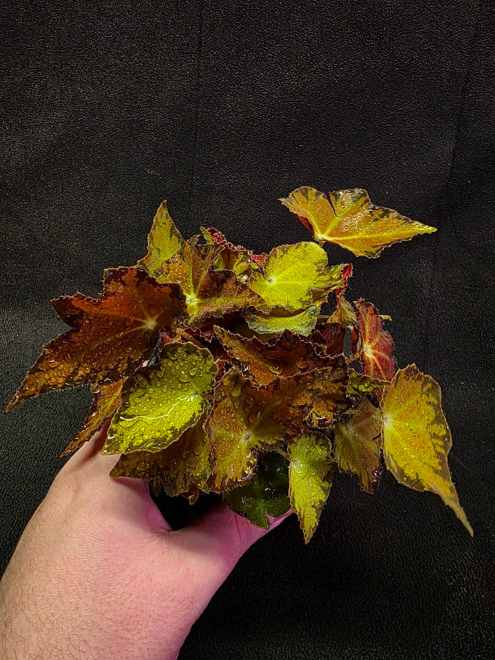 Autumn Rex Begonia #01