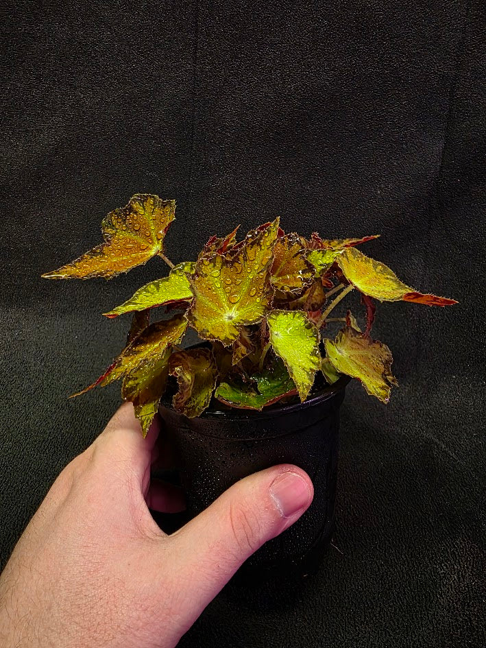 Autumn Rex Begonia #01