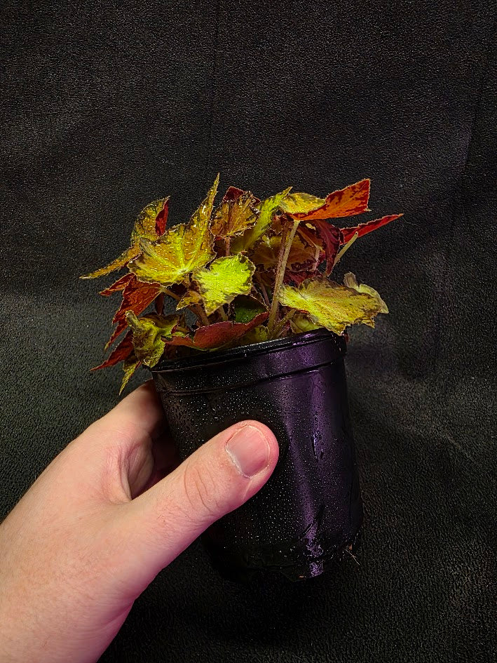 Autumn Rex Begonia #01