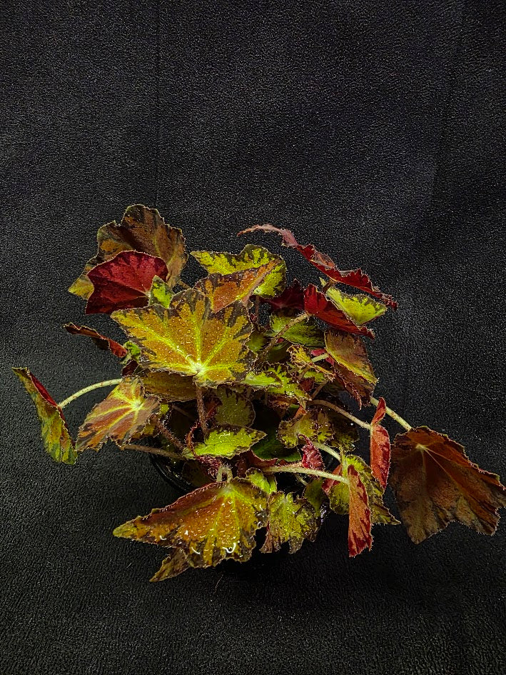 Autumn Rex Begonia #02