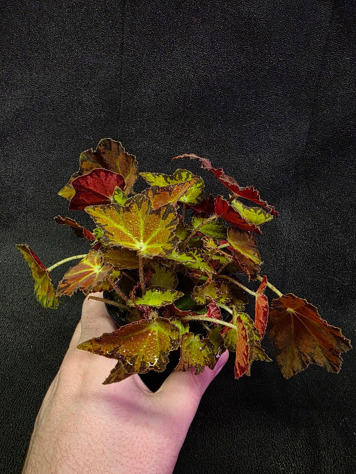 Autumn Rex Begonia #02