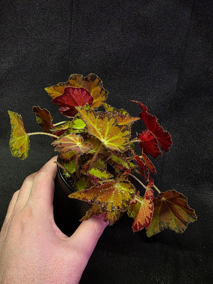 Autumn Rex Begonia #02