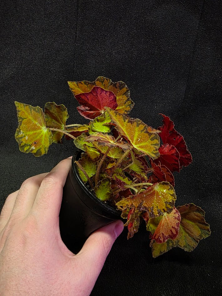 Autumn Rex Begonia #02