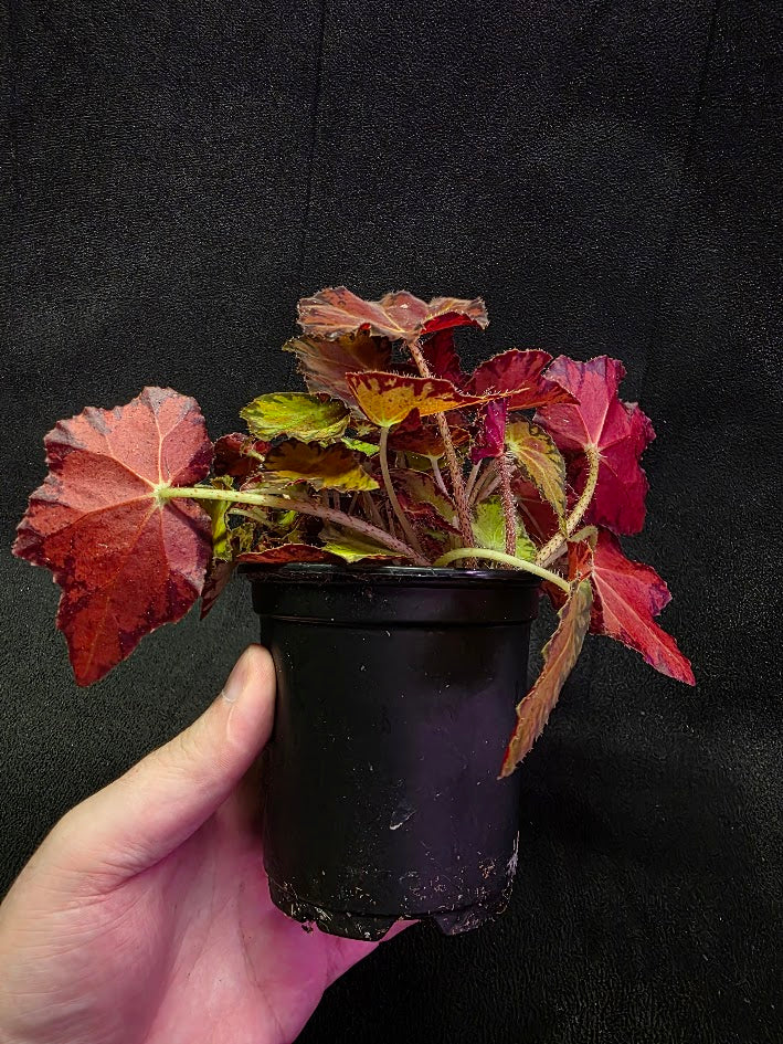 Autumn Rex Begonia #02