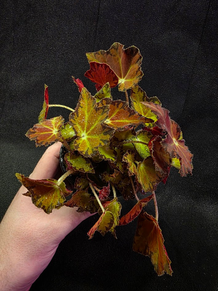 Autumn Rex Begonia #02