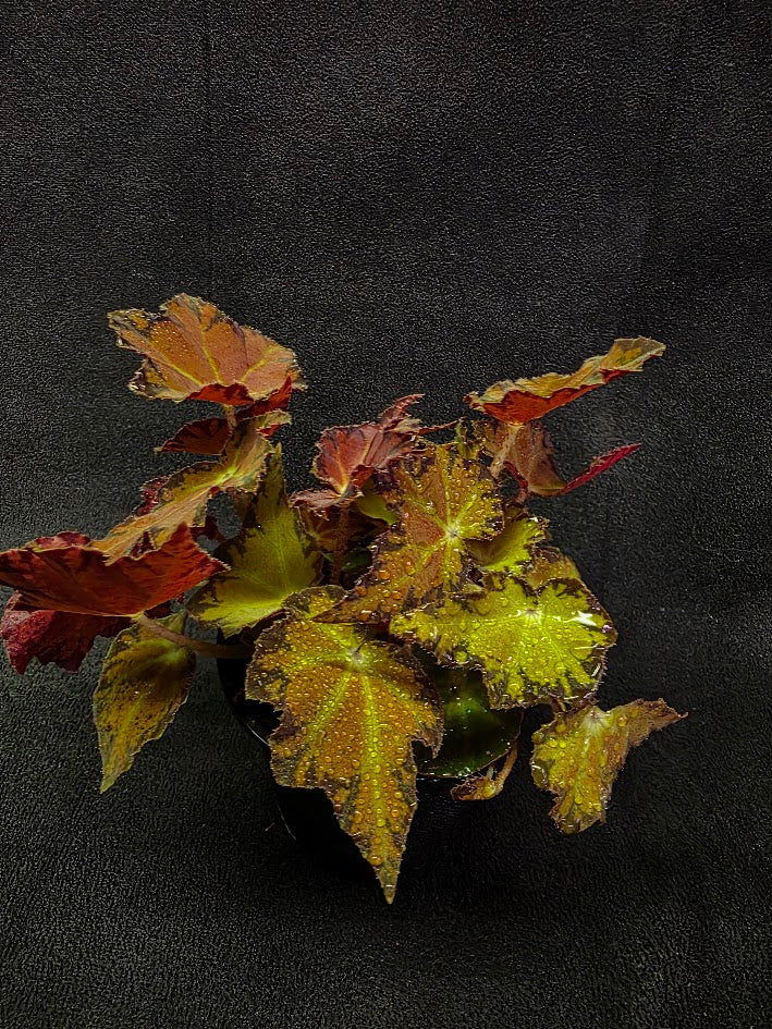 Autumn Rex Begonia #03