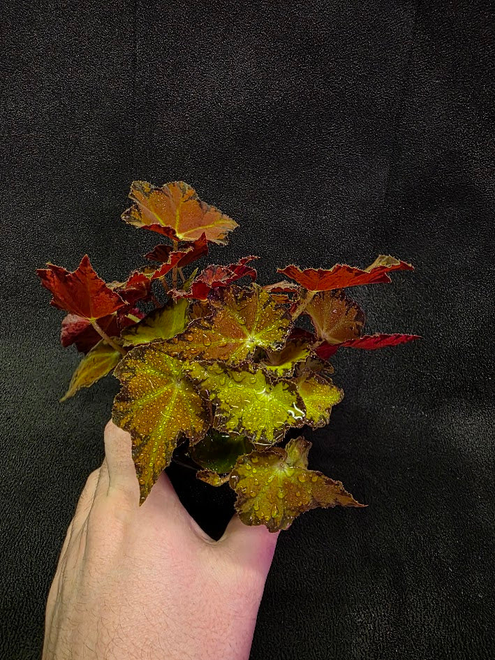 Autumn Rex Begonia #03