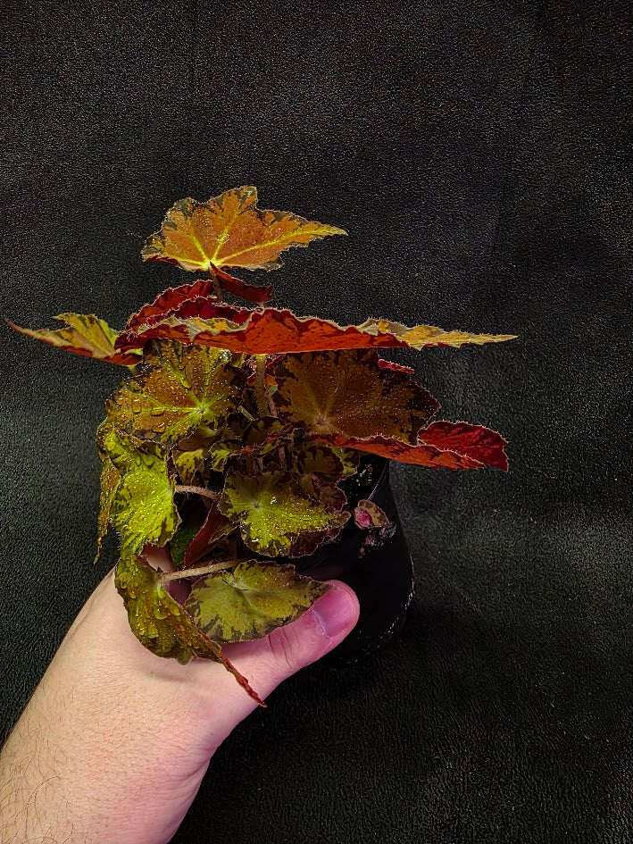 Autumn Rex Begonia #03