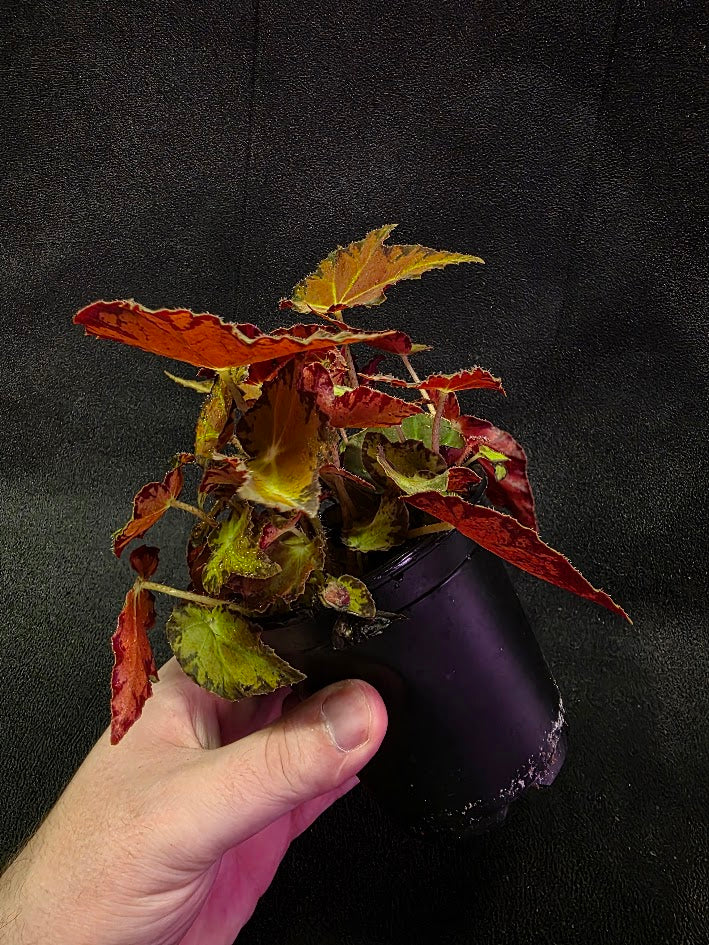 Autumn Rex Begonia #03