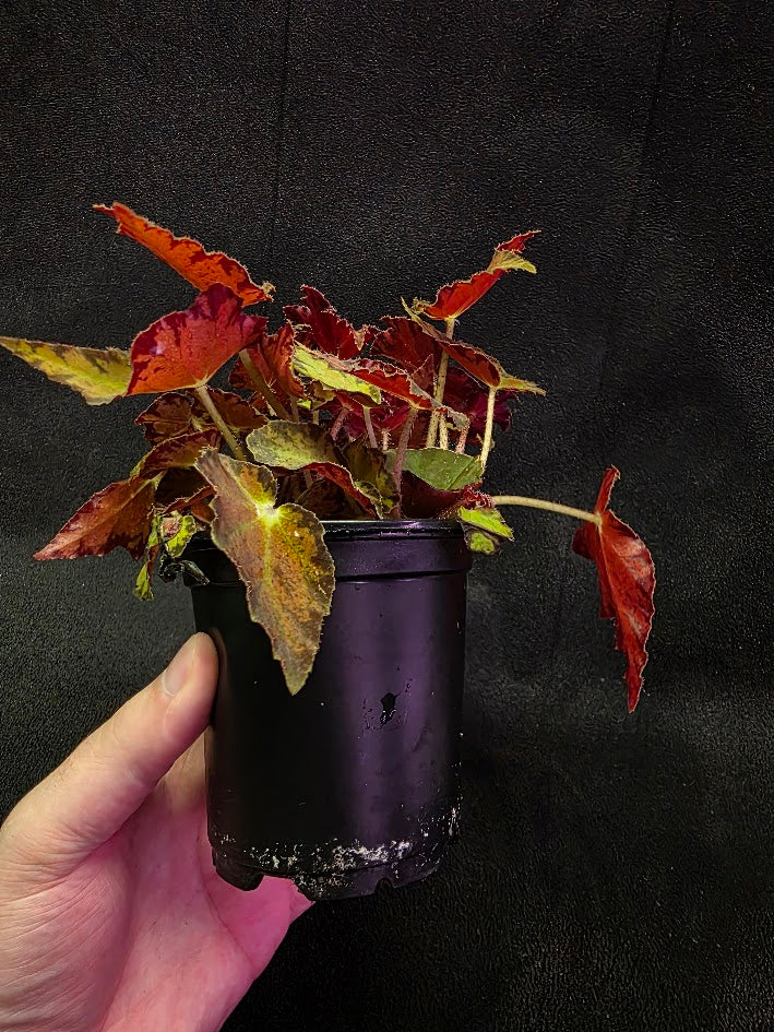 Autumn Rex Begonia #03