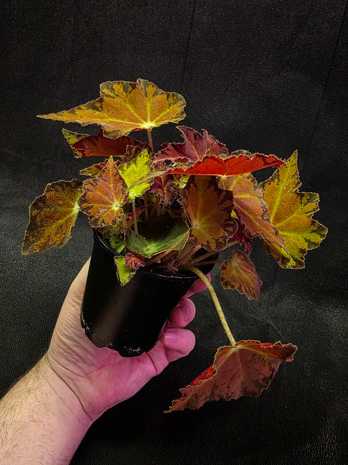 Autumn Rex Begonia #03 – YEG Exotic Plant Crowd