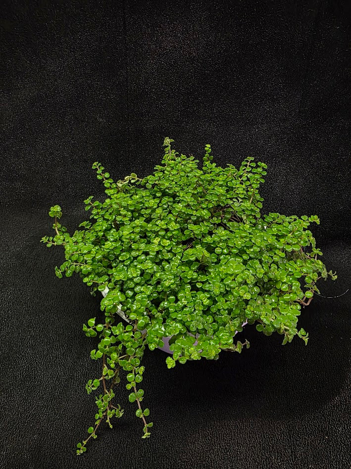 Pilea Depressa Baby Tears Very Large Mother Plant #01