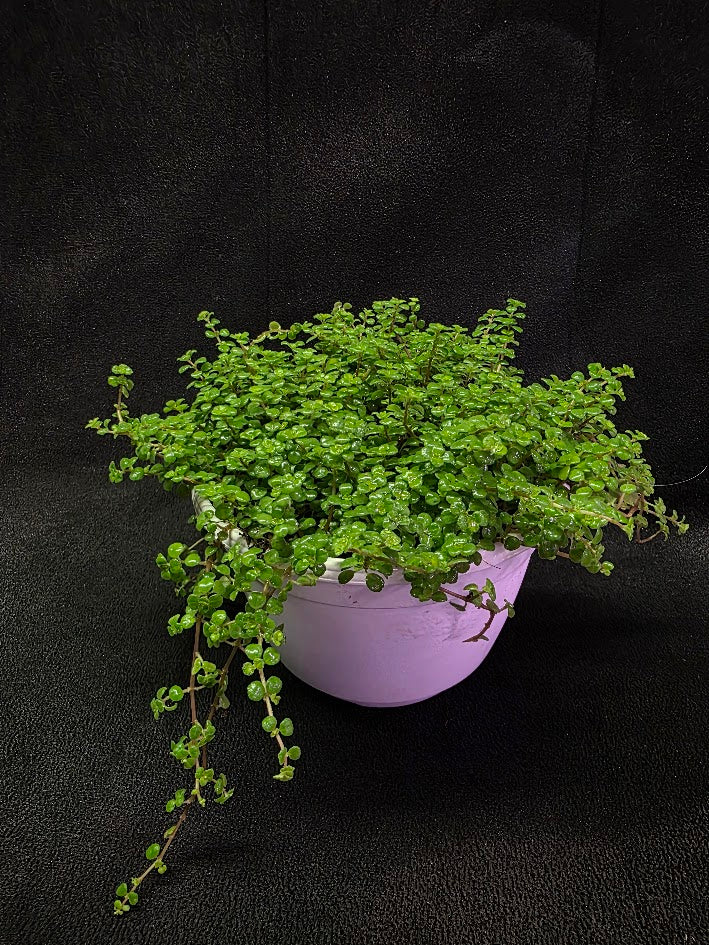 Pilea Depressa Baby Tears Very Large Mother Plant #01