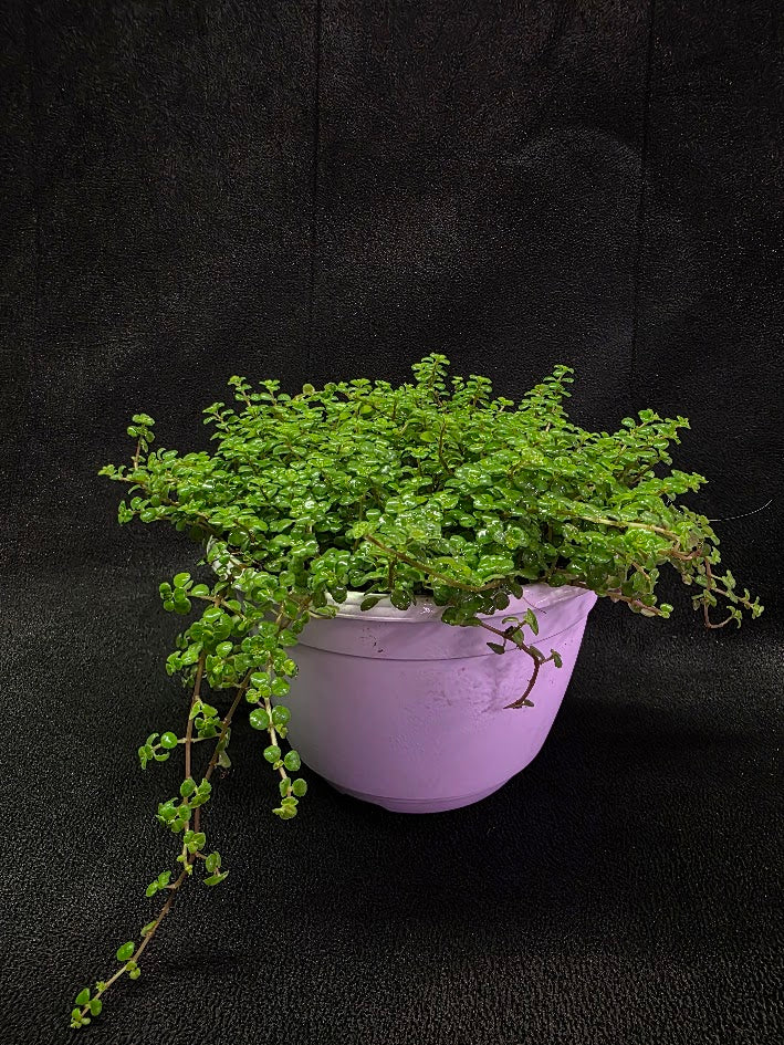 Pilea Depressa Baby Tears Very Large Mother Plant #01