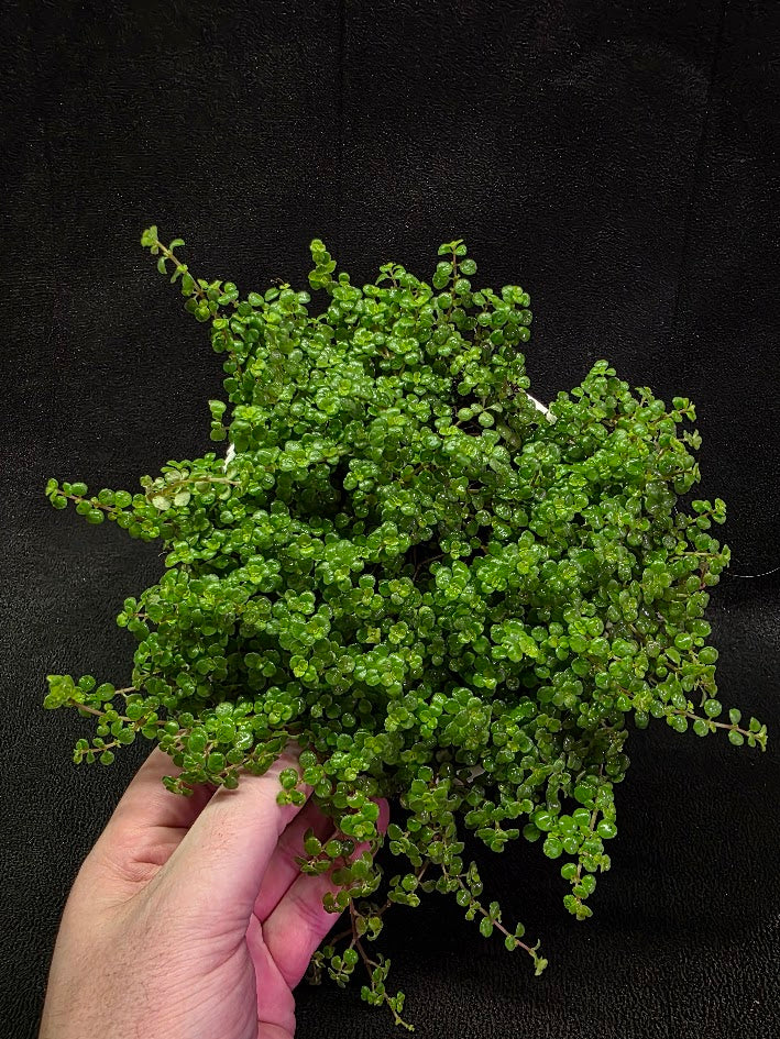 Pilea Depressa Baby Tears Very Large Mother Plant #01