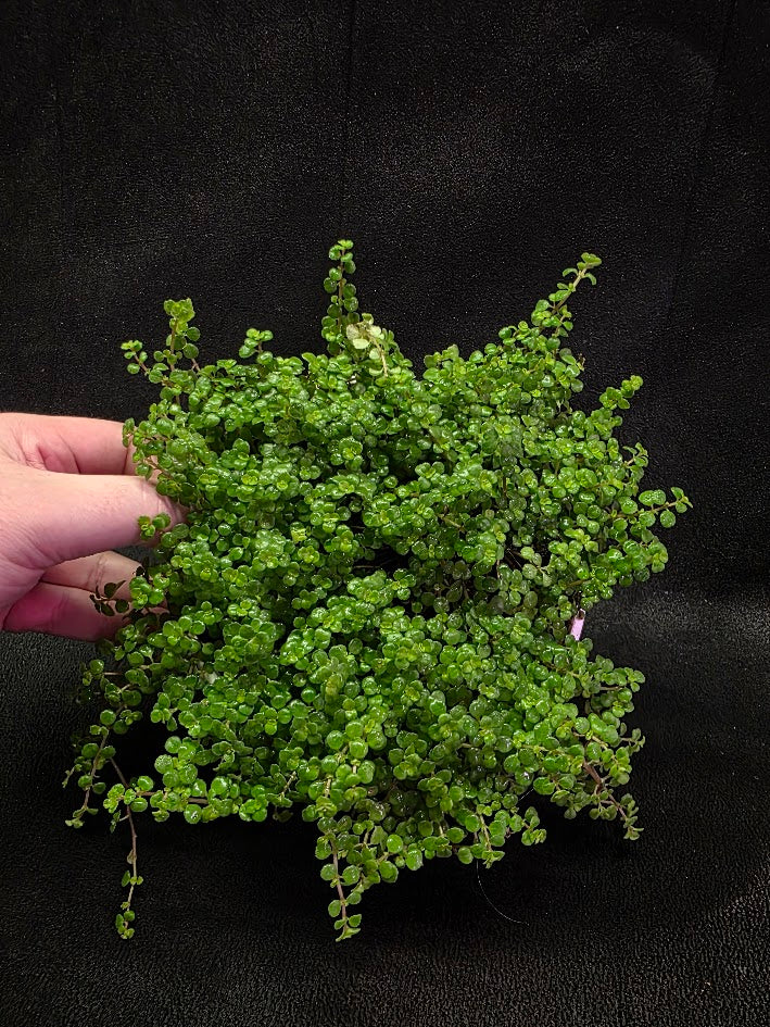 Pilea Depressa Baby Tears Very Large Mother Plant #01