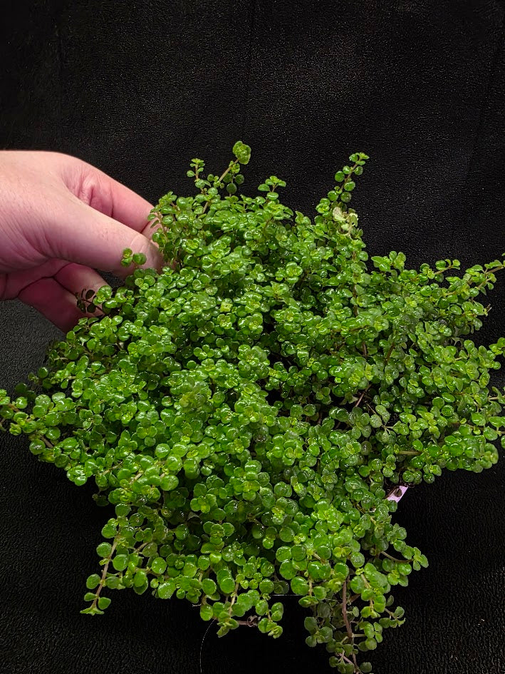 Pilea Depressa Baby Tears Very Large Mother Plant #01