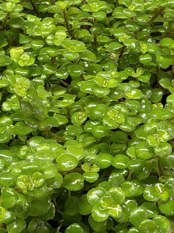 Pilea Depressa Baby Tears Very Large Mother Plant #01