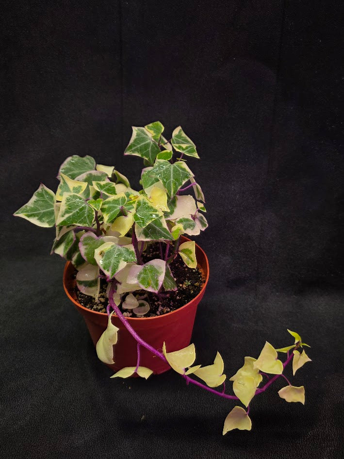 Variegated German Ivy #01